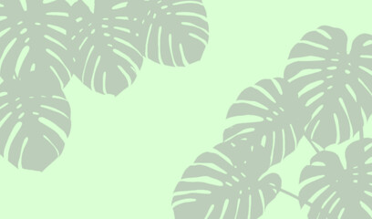 Monstera leaf shadows on a light green background © Imran