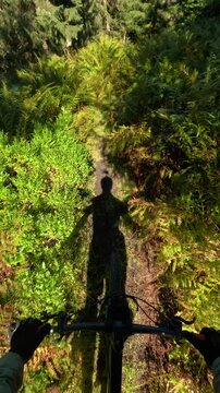 Vertical POV Of Cyclist Riding Mountain Bike Through Tall Ferns In Summer Forest