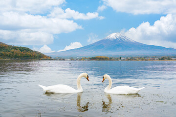 Beautiful view of Mount Fuji and swans at Lake Yamanaka in winter, Yamanashi Prefecture, Japan. © Chalearmrat