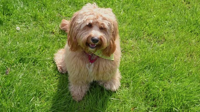A cute curly brown doodle dog sitting on green grass and looking directly at the camera.