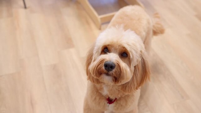 A close-up portrait of a cute curly brown doodle dog at home in a warm, cozy interior.