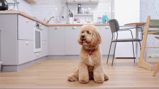 A close-up portrait of a cute curly brown doodle dog at home in a warm, cozy interior.