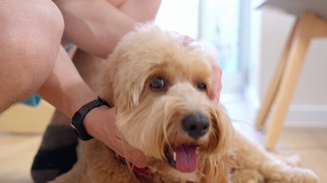 A man strokes a curly brown dog at home