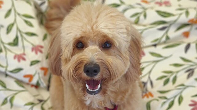 Close portrait of curly brown dog at home on the bed