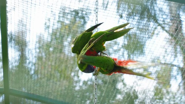 Two small parakeets inside a cage, interacting closely with each other.