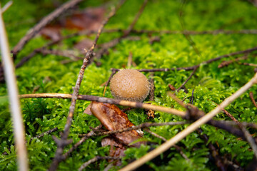 Bovist in einem Wald © Fabian Ibelherr