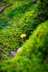 Falscher Pfifferling in einem Wald © Fabian Ibelherr