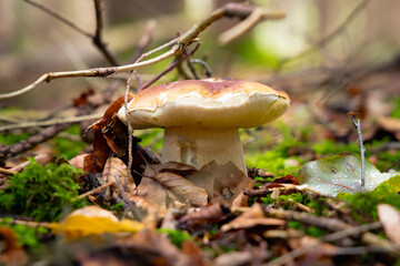 Steinpilz in einem Wald © Fabian Ibelherr