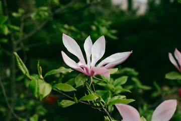 Pink magnolia flower blooming in a spring garden, suitable for nature, botanical, and seasonal backgrounds © YAROVA