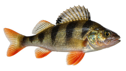 Obraz premium Striped European perch fish with orange fins, isolated on transparent background