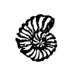 Ammonite, extinct marine mollusk with a spiral shell, shown as a fossil with radiating patterns, old vintage illustration, 1897 © Timofeeff