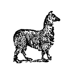 Fototapeta premium Alpaca, domesticated South American camelid valued for its soft fleece, shown in a rustic monochrome sketch, old vintage illustration, 1897