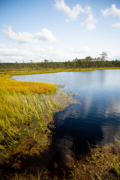 Clear Bog Lake Shore with Reflection of Blue Sky and Yellow Grasses in Wetland Landscape