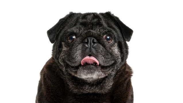 Black pug dog with tongue sticking out, isolated on transparent background
