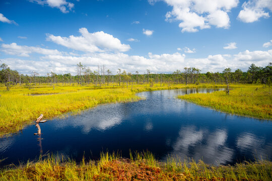 Winding Peat Bog Channel and Dark Water Lake Reflecting Blue Sky with White Clouds