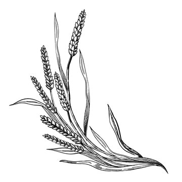 Vector composition of curved wheat stalks. An illustration designed for bakeries, grain processing plants, bread shops, health food products, and printing on souvenirs.