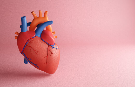 Human heart model on bright background