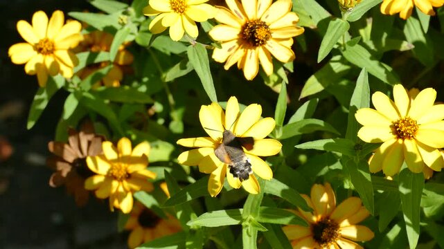 Hummingbird hawk-moth (Macroglossum stellatarum) in flight above yellow flowers in Zurich, Switzerland