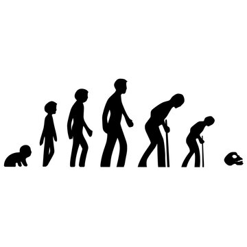 human evolution