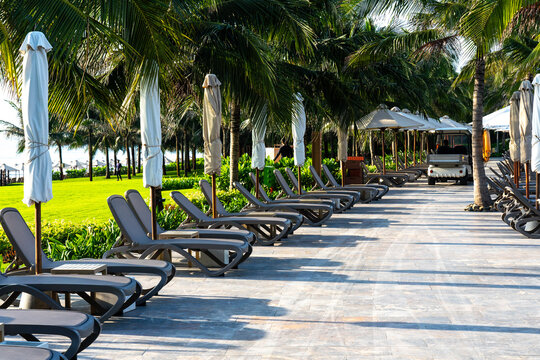 Tranquil Resort Setting with Chaise Lounges and Palm Trees in a Sunlit Tropical Paradise Atmosphere for Relaxation and Leisure