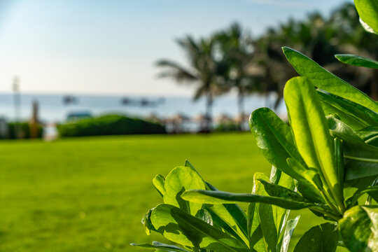 Lush Greenery Framing a Serene Beach Scene with Gentle Waves and Palm Trees in the Background Creating a Perfect Tropical Paradise Atmosphere