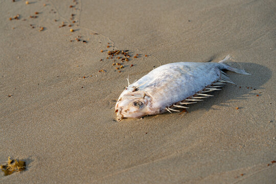 A Lifeless Fish Resting on the Shore: An Insight into Marine Life and Ecosystem Decline due to Pollution and Environmental Changes