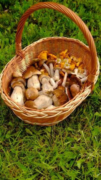 Wild mushrooms in a forest. Selective focus.