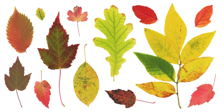 Collection of autumn leaves herbarium. Colorful seasonal foliage elements isolated on transparent background. Pressed and dried seasonal fall set. Perfect for floral patterns, scrapbooking.