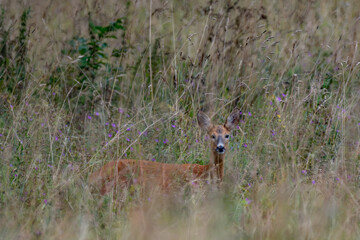Roe deer standing alert in high grass with purple wildflowers © Janica