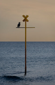 Langrune-Sur-Mer, France - 08 09 2026: A Great black cormorant at the beach resting on rusty yellow pole, looking at the calm sea at sunrise