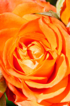 Close-up of vibrant orange rose petals