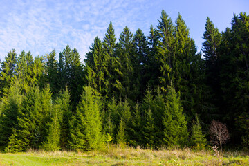 Lush evergreen spruce forest featuring dense fir trees and vibrant coniferous foliage under a clear blue sky in a serene woodland landscape setting during a bright sunny day © PhotoChur