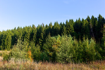 Dense coniferous forest edge with lush evergreen spruce trees and young saplings rising above the golden meadow grass under a clear blue sky on a sunny autumn day © PhotoChur
