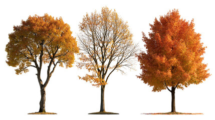 Three deciduous trees with vibrant orange and yellow autumn foliage © Lyra