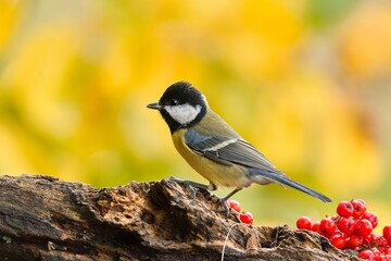 A cute great tit in autumn. Wildlife scene with a colorful titmouse. Parus major © Monikasurzin