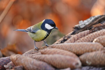 A great titlooks for food on the ground.   A cute great tit in autumn. Wildlife scene with a colorful titmouse. Parus major © Monikasurzin