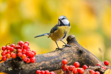 A cute blue tit in the nature habitat. Wildlife scene with a blue tit.  Cyanistes caeruleus. A blue tit sits on a dry branch and eats red rowan berries. © Monikasurzin