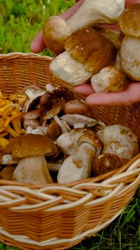 Wild mushrooms in a forest. Selective focus.