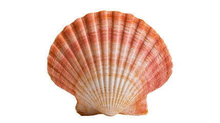 Orange and white fan shaped scallop seashell with radial ridges © Lyra