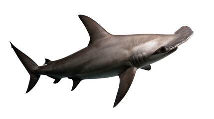 Fototapeta premium Great hammerhead shark swimming with grey skin and wide cephalofoil head