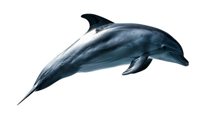 Obraz premium Sleek grey bottlenose dolphin swimming with smooth skin and dorsal fin