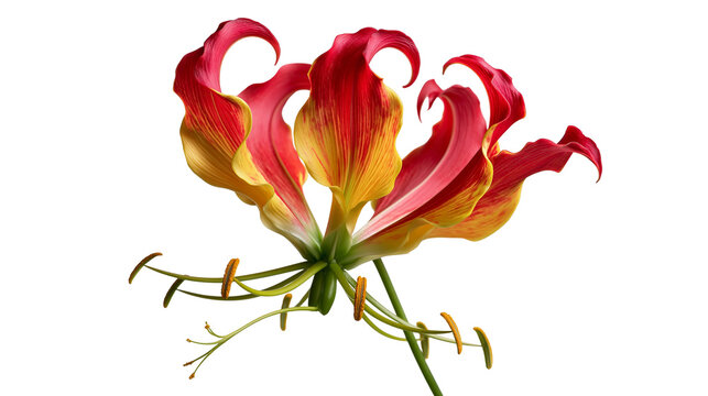 Vibrant red and yellow Gloriosa lily flower with wavy petals and long stamens