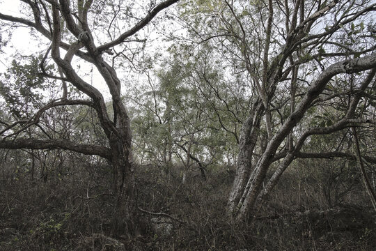 Gnarled Bare Trees in Dense Wild Forest Under Cloudy Sky