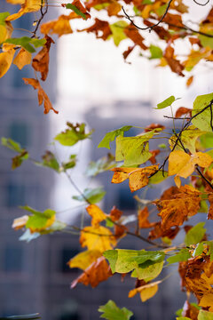 Autumn leaves frame a softly blurred modern building in La Defense in Paris France combining seasonal foliage with contemporary urban architecture
