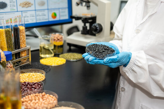 Food scientist in a laboratory holds a dish of black beans beside samples of grains, legumes, microscope and computer for crop quality research.