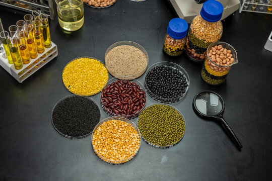 Laboratory table with bowls of beans, lentils, peas and grains, sample jars, test tubes with oil, and a magnifying glass for food quality research.