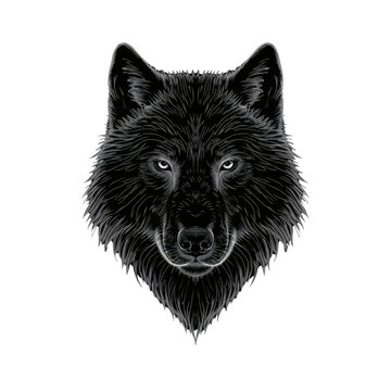 White line art wolf head illustration on black background