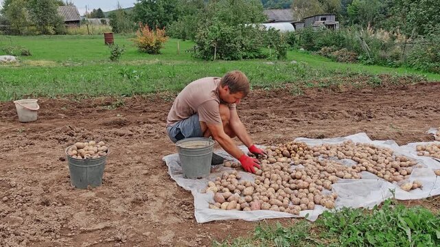 Man crouching over harvested potatoes scattered on ground in vegetable garden, gathering crop into bucket, autumn rural scene.