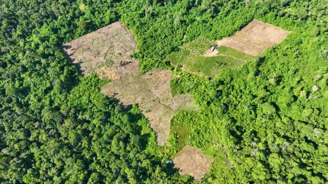 Landscape of a deforested rainforest or forest in nature.