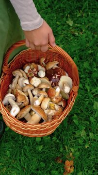 Picking mushrooms in the forest. Selective focus.